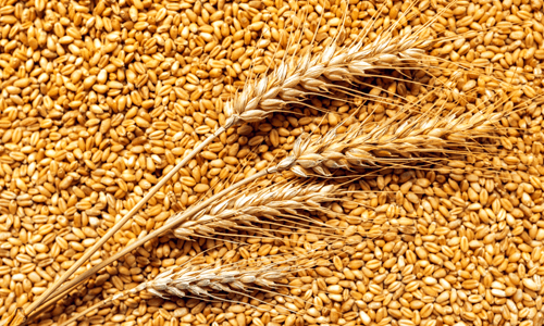 Grains